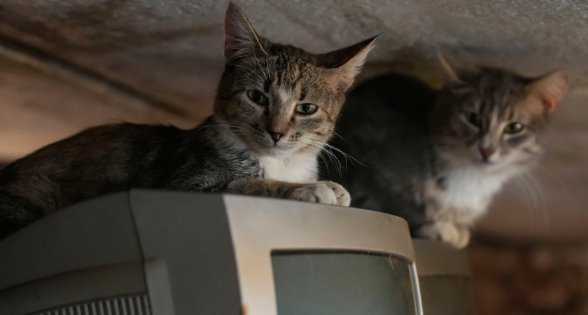 Волонтеры Коми объединились для спасения кошек Петровича из аварийного дома