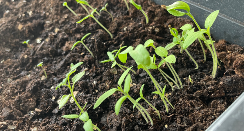 Зачем рыхлить почву в рассадных стаканчиках: простой прием для доступа кислорода