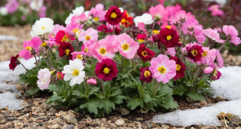 Посадите сейчас — и в апреле он уже зацветет: многолетник, который цветет, пока другие спят