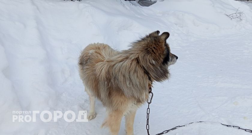 Сыктывкар вновь остался без подрядчика для работы с бездомными животными