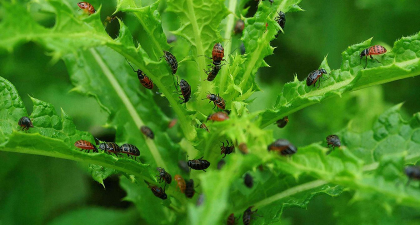 «Хватит страдать: 10 капель на литр воды и о тле можно забыть»: самое эффективное средство борьбы с этой заразой
