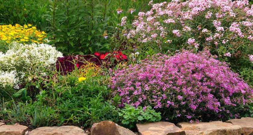 Бросаю одну горсть семян прямо на последний снег: получаю шикарную клумбу - уже в мае