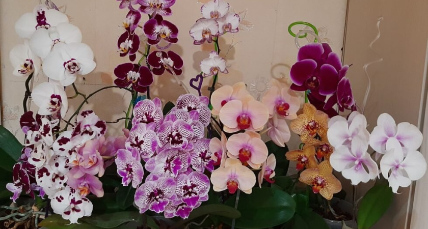 Чем полить орхидею: лучшая подкормка для яркого цветения — всего 1 стакан и эффект виден уже утром