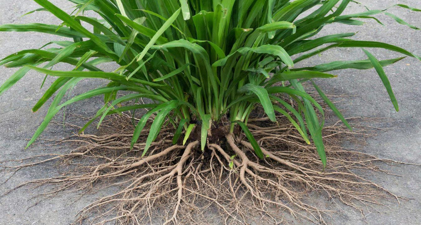 Бесконечный рост сорняков прекратился, а я выдохнул. Помог научный метод в борьбе с дурной травой на участке