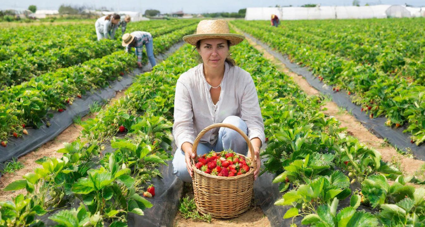 Финское «клубничное рабство»: как я решилась поехать на сбор клубники в Европу - честный отзыв туриста