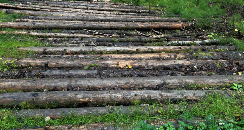 В одном из районов Коми возбуждено уголовное дело по факту незаконной вырубки деревьев