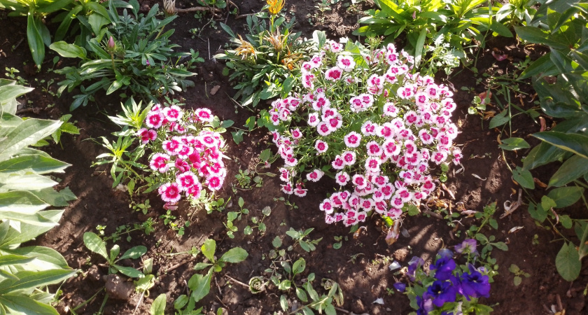 Какой многолетник можно сажать в тени: этот вариант идеально подойдет для дачи — радует цветением десятилетиями без ухода