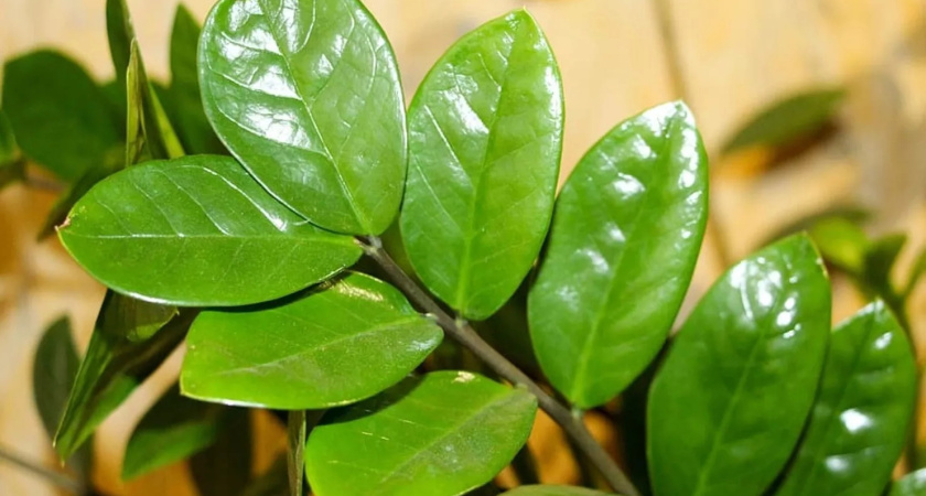 Как заставить замиокулькас отращивать новые листья: достаточно устранить эти 3 ошибки в выращивании