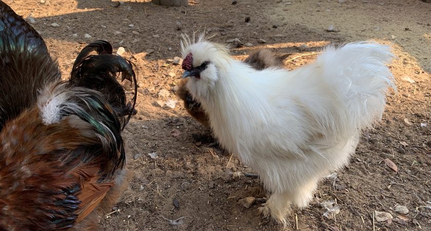Самые "выгодные" птицы в деревне уже не куры: почему селяне и дачники резко поменяли интересы