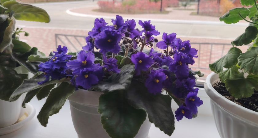 Смешиваем 1:5 и под корень в феврале — все комнатные растения зацветут уже к марту