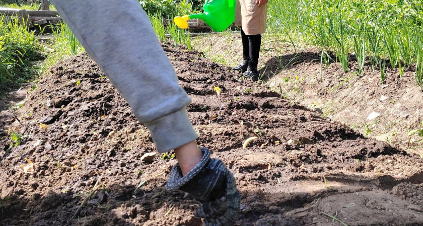 Благоприятные дни для посева перца в 2026 году – сладкого и горького