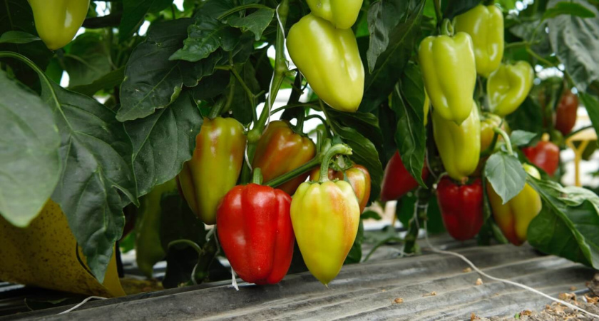 Не перцы, а настоящее сокровище: три сорта на 2025 год — вырастут сочными и яркими, до 15 штук на одном кусте