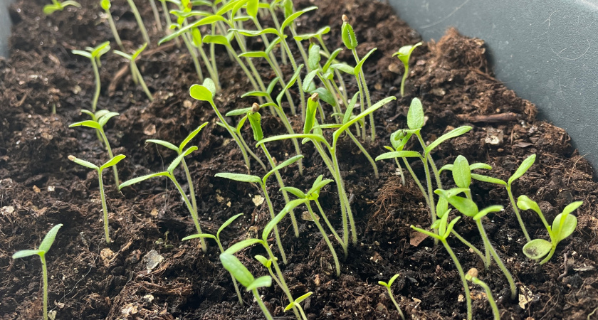 1 подкормка — и спустя 4 дня томатная рассада станет толщиной с мизинец: "волшебный" эликсир