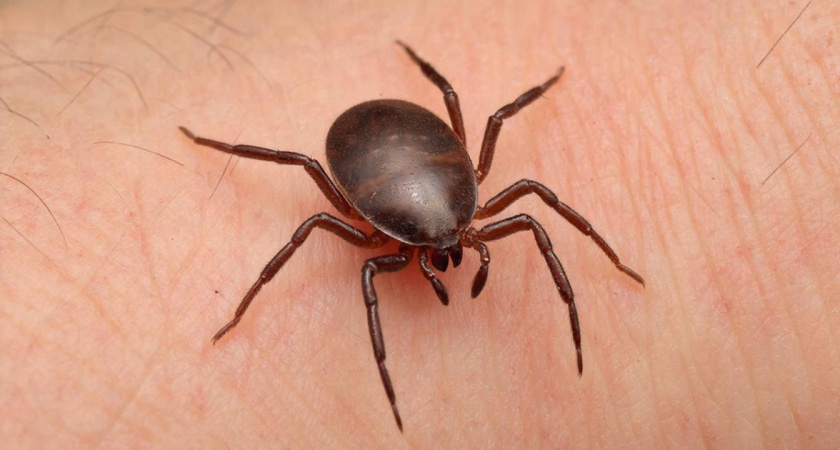 Дачники, всего 1 цветок на участке — клещи сбегут как ошпаренные: надежный защитный барьер на весь сезон