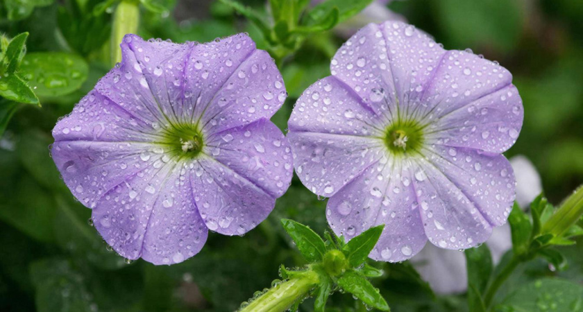 Соседи от зависти хватаются за сердце: мой "фирменный" способ заставит петунии цвести до самого снега