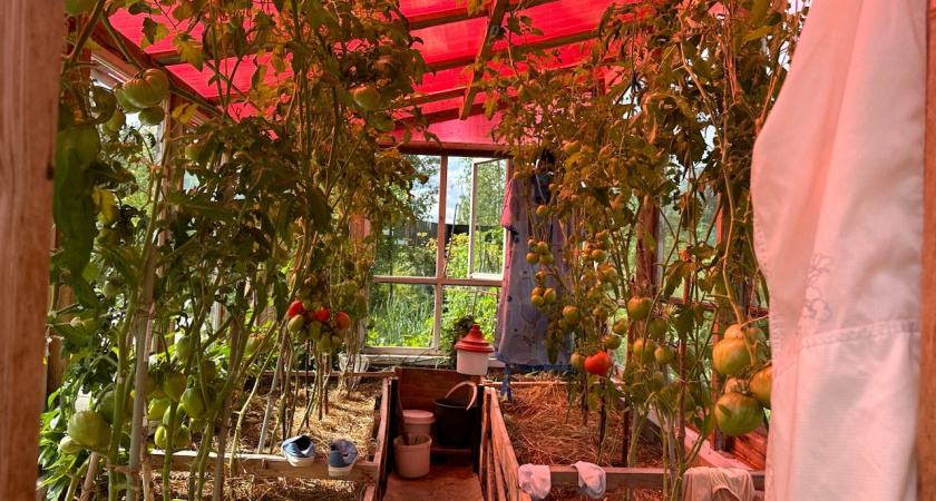 Кто заглушил сорняки, - фацелия, или горчица? Посеяла рядом и выяснила