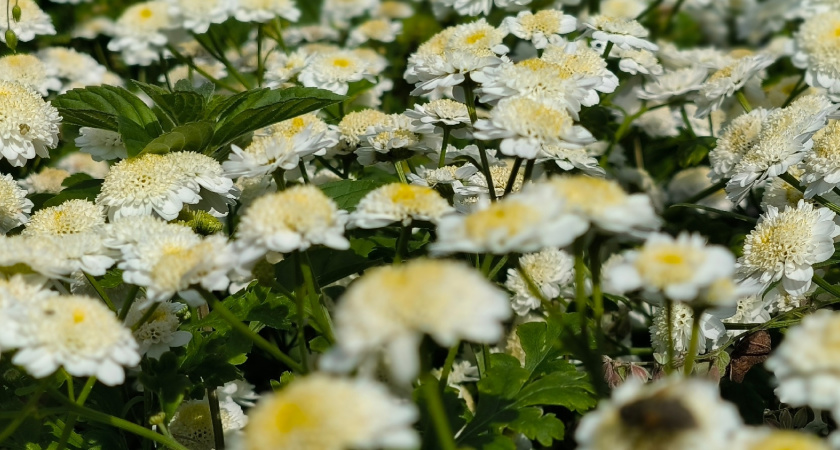 Персиковые шапки для вашего сада: этот цветок радует всё лето с минимальными усилиями