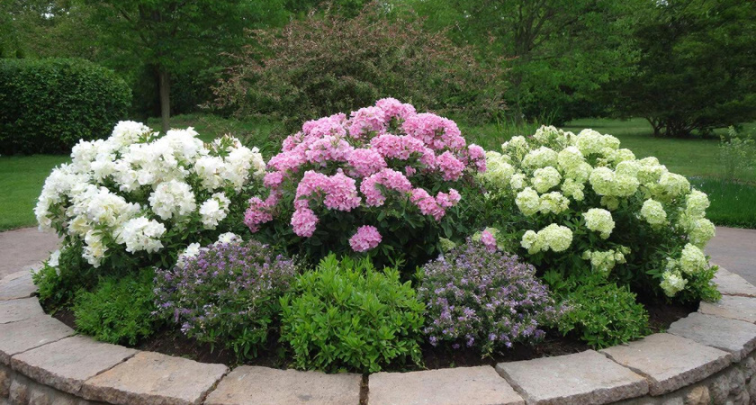 Живут по 40 лет и выглядят как с обложки: 3 неприхотливых многолетника — цветочная лавина в вашем саду