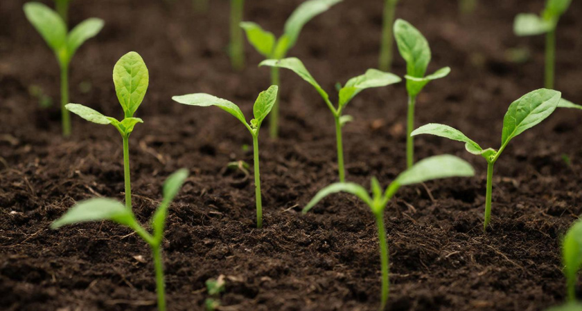 Идеальные дни для посева перца на рассаду: сроки для каждого российского региона