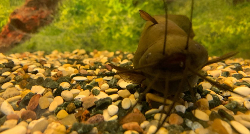 В Коми в 2025 году резко выросло браконьерство: изъяли полтонны рыбы и полторы тысячи сетей