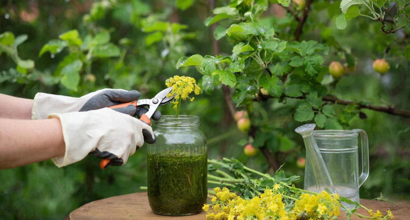 Жаль, что только узнал: вот как одно аптечное растение легко и быстро губит тлю в саду и в огороде 