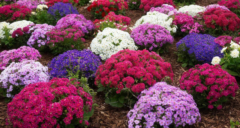 Пышное облако на клумбе: цветок невероятной красоты, который радует глаз всё лето