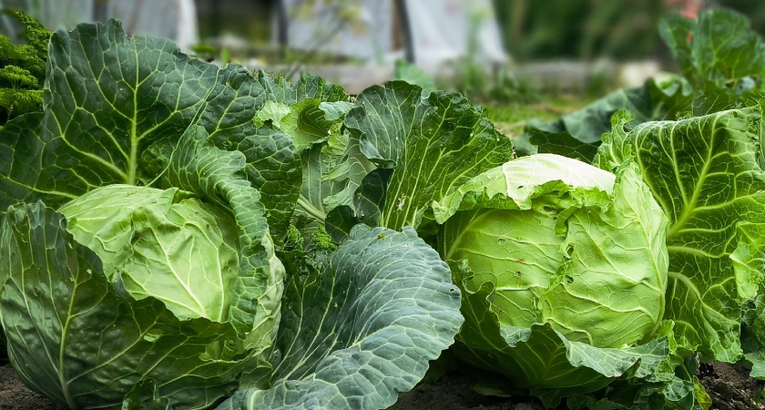 Как я мелко шинкую кочан капусты за 5 минут без ножа, блендера и специальных приспособлений для шинковки капусты