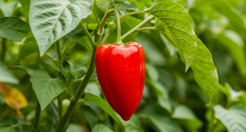 Что ни в коем случае нельзя сажать рядом с перцем: загубит весь ваш урожай