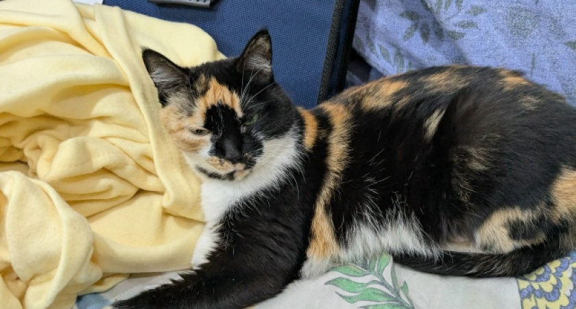 Жители Коми могут бесплатно привить от бешенства своих питомцев 