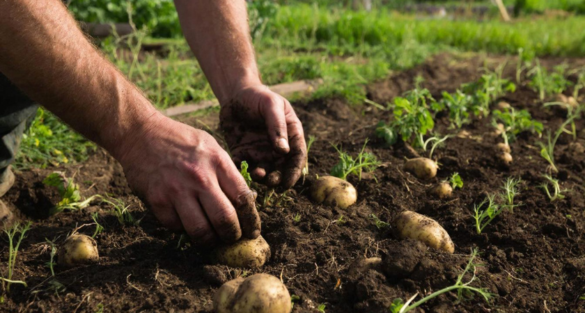 Теперь сажаю картофель "наоборот" - белорусский способ, который помогает повышает урожайность в 10 раз