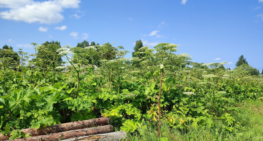 В Коми борщевик занял 4 тысячи гектаров, а деньги на борьбу с ним всё ещё в планах