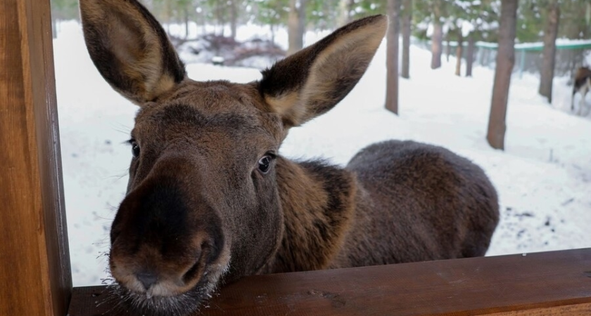 В Коми дадут новое дыхание первой в мире лосиной ферме