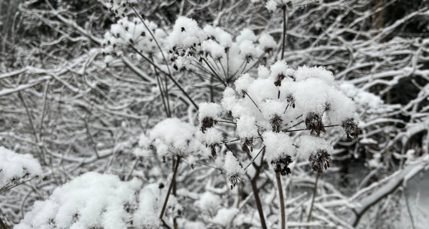 Начало марта в Коми будет арктически холодным: обещают до -35°C