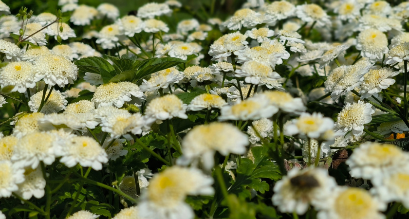 Персиковые шапки для вашего сада: этот цветок радует всё лето с минимальными усилиями
