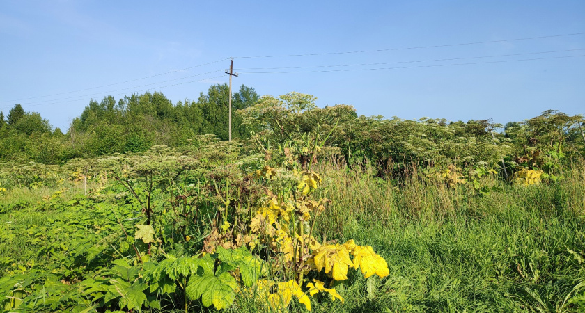 Жителям Коми напомнили о новых штрафах за неубранный борщевик