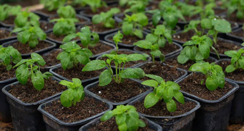 Надо ли срезать бутоны на рассаде: один простой прием отделяет чахлую рассаду от плодовитых кустов