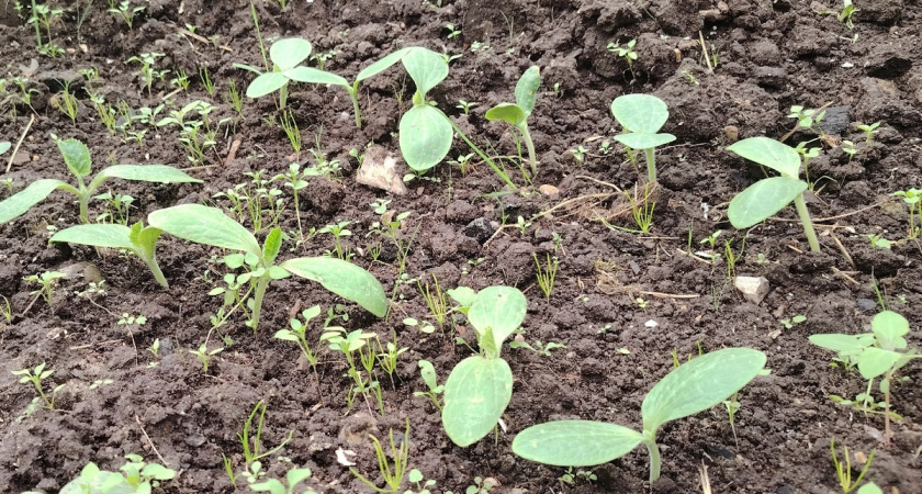 6 бабушкиных советов от вредителей: чистый огород без проблем