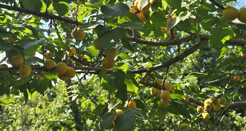 Как вырастить абрикос: секреты щедрого урожая от экспертов