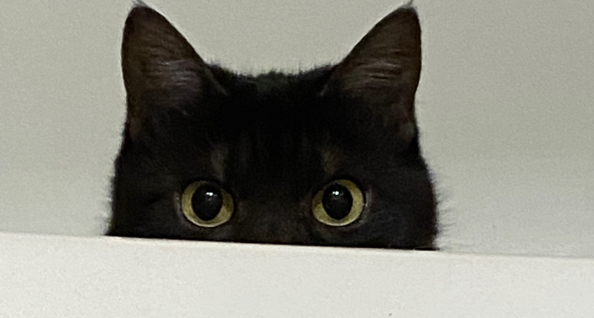 Почему кошка из влажного корма слизывает чаще всего желе или соус, а кусочки оставляет