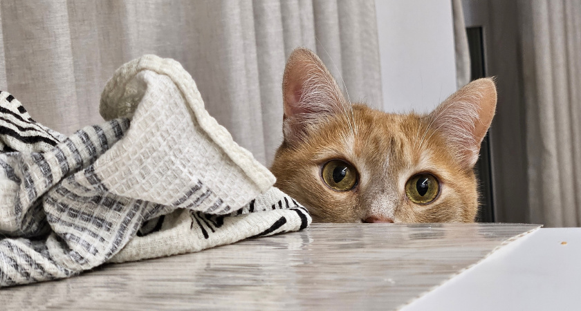 Пожалейте свою кошку: Какие фирмы кошачьего корма ветеринар считает самыми плохими