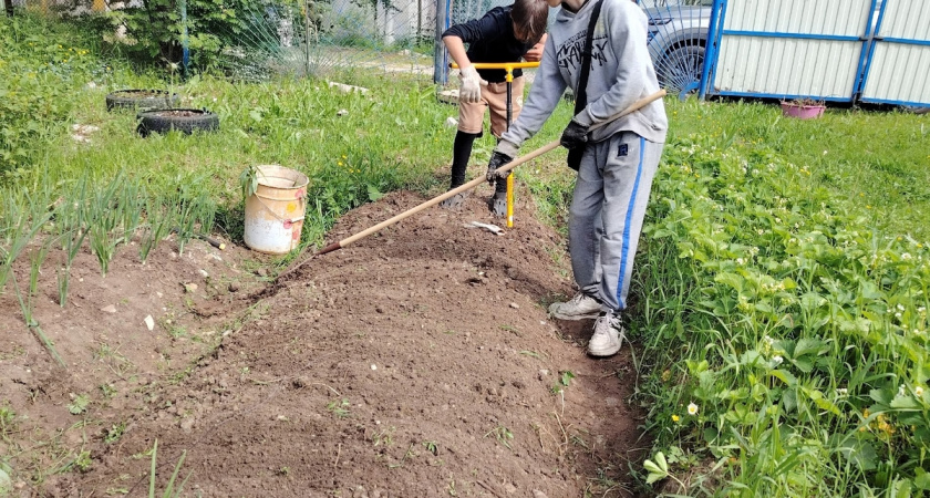 А землю для рассады в стаканы насыпать нужно уметь: 3 тонкости и 1 метод для быстрых всходов и мощной корневой. И чтобы всходы без "шапочки"