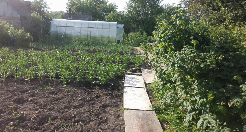 "Зачем старушка весной кидает странный порошок в лунку с перцем?": гадали все соседи, пока не увидели огромные перцы, облепившие кусты