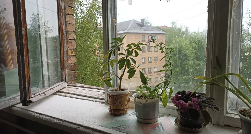 Про мои растения, купленные на Вайлдберриз - буду ли снова здесь отовариваться