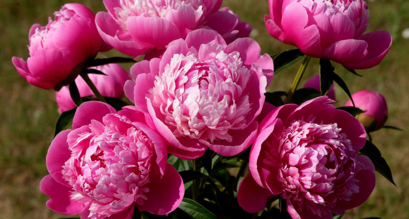 Пион пробуждается: как помочь весеннему красавцу набраться сил — гид по уходу в вопросах и ответах