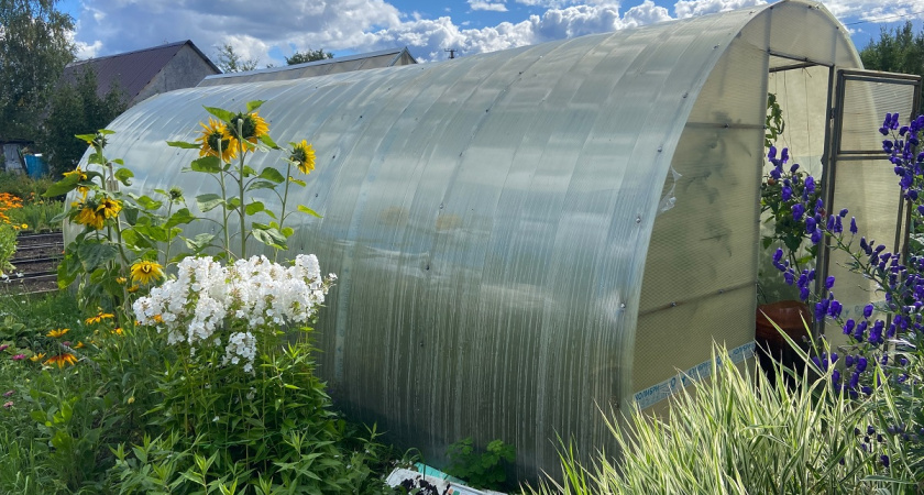 Зачем хитроумные огородники накидывают сетку на теплицу с крупными ячейками