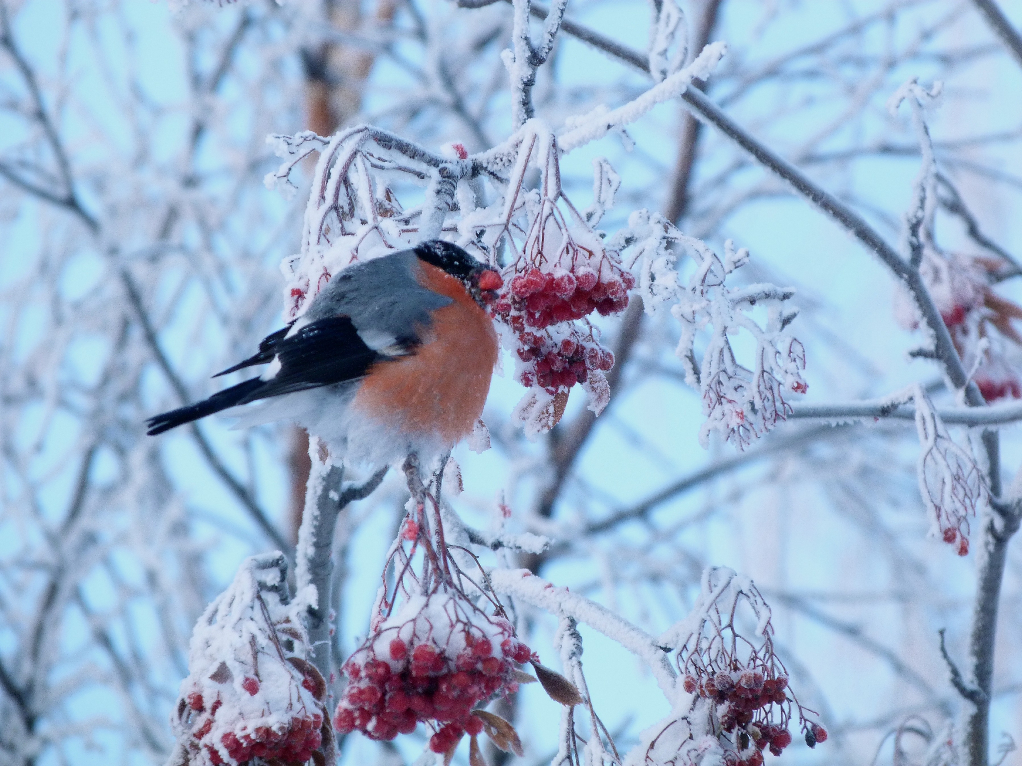 Погода в Сыктывкаре на 4 апреля: ожидается небольшой снег
