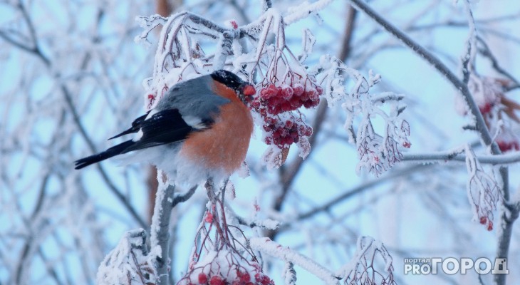 Погода в Сыктывкаре на 7 апреля: продолжается потепление
