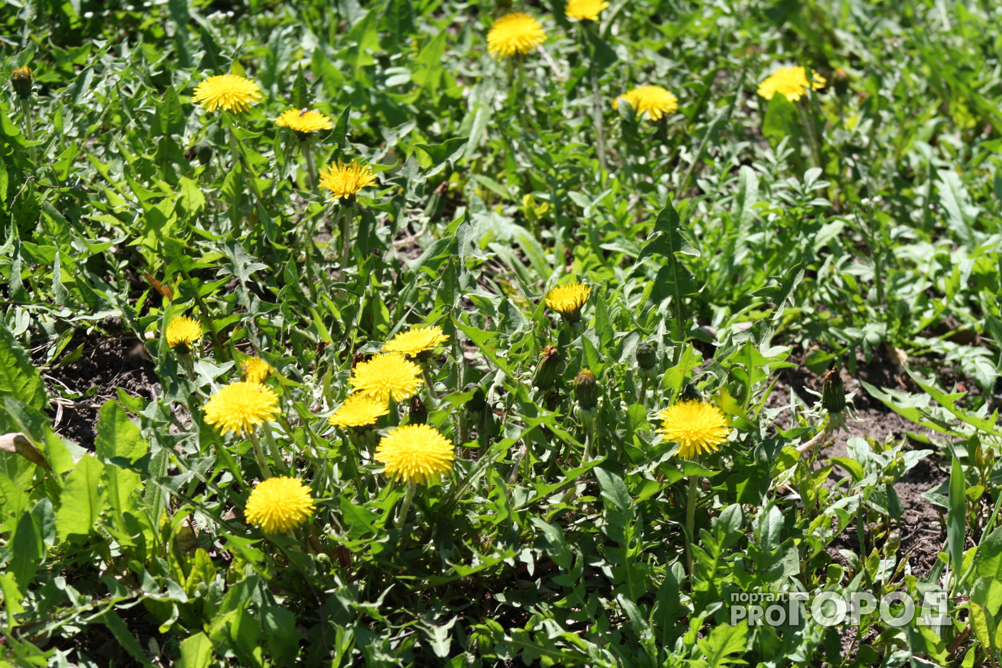 Погода на 2 мая: в город пришла весна