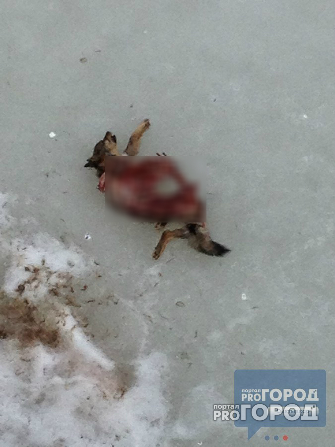 В Коми на льду реки нашли мертвую собаку и странные следы рядом с ней (фото)