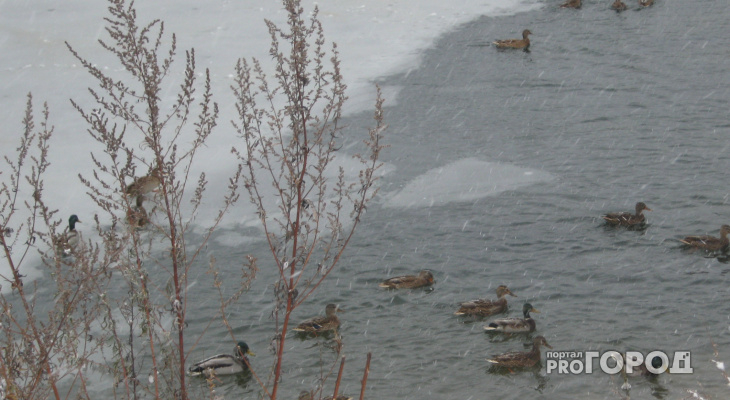 В Коми спасатели вытащили из ледяной реки мужчину, который плыл к Вечному огню